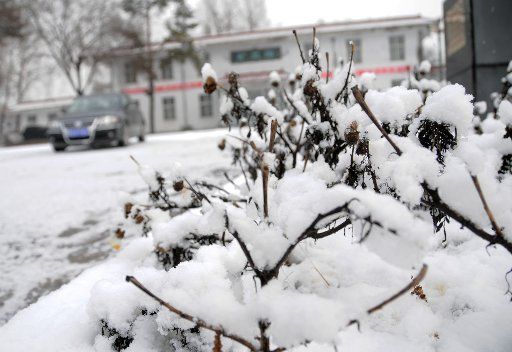 (121109) -- HEGANG, Nov. 9, 2012 (Xinhua) -- Plants are covered with snow in Hegang City, northeast China\