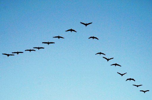(121122) -- BIJIE, Nov. 22, 2012 (Xinhua) -- A flock of black-necked cranes fly in the sky at Caohai National Nature Reserve in Weining County, southwest China\