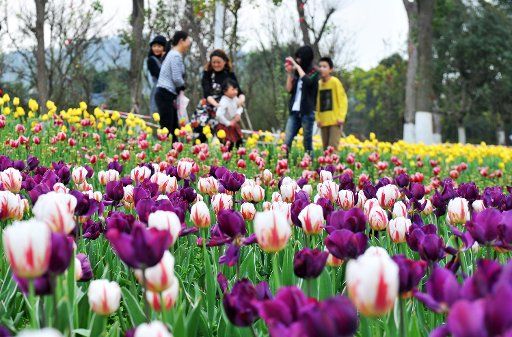 (130207) -- LIUZHOU, Feb. 7, 2013 (Xinhua) -- People enjoy themselves at a tulip field in the garden landscape park of Liuzhou City, south China\