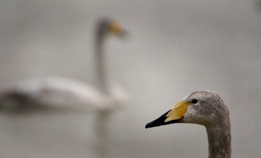 (130215) -- YUNCHENG, Feb. 15, 2013 (Xinhua) -- Swans are seen on the wetland of the Yellow River in Pinglu County of Yuncheng City, north China\