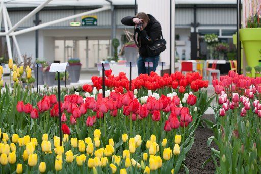 (130321) -- LISSE, March 21, 2013 (Xinhua) -- A visitor takes photos of the tulip in a glasshouse in Keukenhof, Lisse, the Netherlands, on March 20, 2013. The garden will be open officially this year from March 21 to May 20. (Xinhua\/Jia Lirui)(zcc)