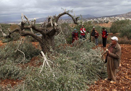 (131019) -- Nablus, Oct. 19, 2013 (Xinhua) -- A Palestinian farmer inspects her destroyed olive tree which has been cut down by Israeli settlers from the settlement of Elie close to Qaryout village near the West Bank City of Nablus, Oct. 19, 2013. ...