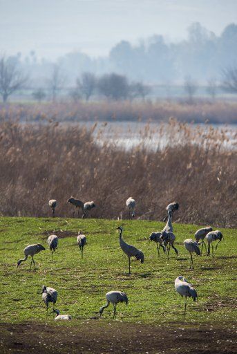 (140207) -- HULA VALLEY (ISRAEL), Feb. 7, 2014 (Xinhua) -- A bevy of common cranes are seen at the Agamon Hula Ornithology and Nature Park in the heart of the Hula Valley, northern Israel, on Feb. 5, 2014. With its unique eco-system, the Agamon Hula ...