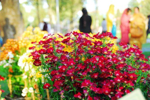 (140406) -- ISLAMABAD, April 6, 2014 (Xinhua) -- People enjoy flowers on the last day of a spring flower show in Islamabad, capital of Pakistan, on April 6, 2014. Flowers are in full bloom as temperature rises in Pakistan. (Xinhua\/Saadia Seher)