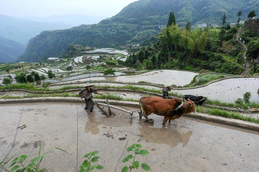 (140529) -- QINGTIAN, May 29, 2014 (Xinhua) -- Farmers plough the terraced fields in Xiaozhoushan Township of Qingtian County, east China\