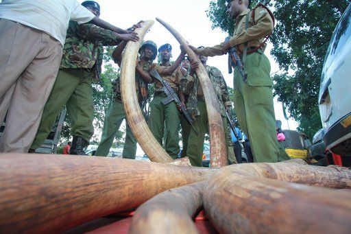 (140811) -- NAIROBI, Aug. 11, 2014 (Xinhua) -- File photo shows Kenyan police officers check 302 pieces of ivories, including 228 elephant tusks seized in a warehouse during a raid in the port city of Mombasa, Kenya, June 5, 2014. The World Elephant ...