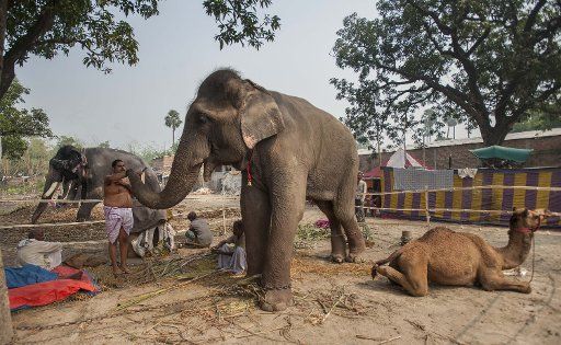 (141105) -- PATNA, Nov. 5, 2014 (Xinhua) -- A traditional Mahout (L) worships his elephant beside a camel at the annual Sonepur cattle fair, some 25 km away from Patna, India, Nov. 5, 2014. The fair is held on the confluence of river Ganges and ...