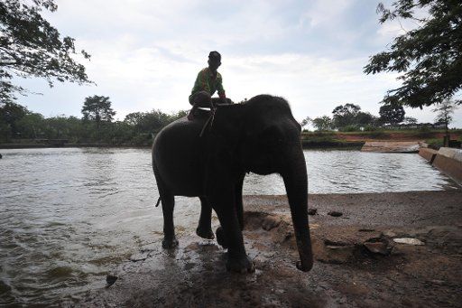 (141115) -- JAKARTA, Nov. 15, 2014 (Xinhua) -- An elephant keeper bathes a Sumatran elephant at Way Kambas National Park in Lampung Province, Indonesia, Nov. 15, 2014. (Xinhua\/Zulkarnain)(hy)