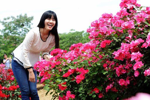 (150526) --QINGDAO, May 26, 2015 (Xinhua) -- A student views the blooming Chinese roses, also known as Yueji Flowers, at Shandong University of Science and Technology in Qingdao, east China\