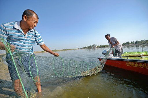 (150915) -- YINCHUAN, Sept. 15, 2015 (Xinhua) -- Workers catch South American white prawns at a shrimp breeding base in Helan County, northwest China\