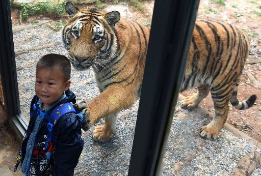 (150924) -- KUNMING, Sept. 24, 2015 (Xinhua) -- A littile boy poses for pictures with a tiger in a glazed passage at a wild animal park in Kunming, capital of southwest China\