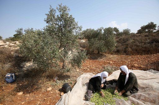 (151019) -- NABLUS, Oct. 19, 2015 (Xinhua) -- Palestinian farmers pick olives at an olive orchard, in Salem village east of the West Bank city of Nablus, on Oct. 19, 2015. In October, many Palestinian farmers started to harvest olives. (Xinhua\/Ayman ...