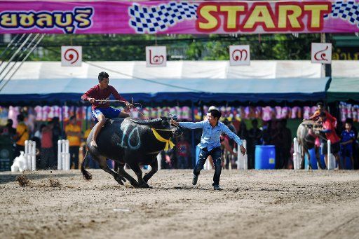 (151026) -- CHONBURI(THAILAND), Oct. 26, 2015 (Xinhua) -- Men try to keep a buffalo under control during the Buffalo Racing Festival in Chonburi, Thailand, Oct. 26, 2015. The annual Buffalo Racing Festival of Thailand\