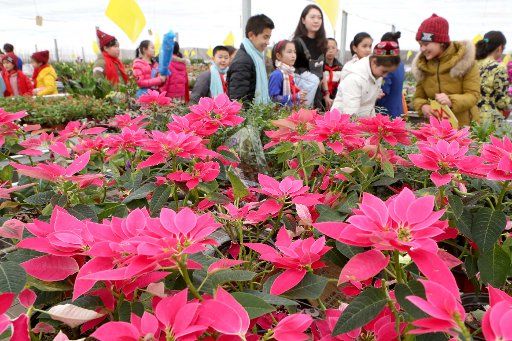 (160120) -- HAMI, Jan. 20, 2016 (Xinhua) -- People buy flowers in a greenhouse of the Hami modern agricultural park in Hami, northwest China\