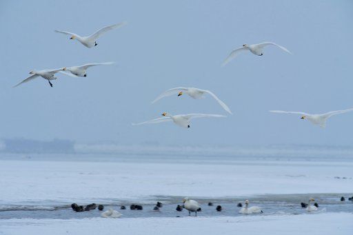 (160124) -- RONGCHENG, Jan. 24, 2016 (Xinhua) -- Swans live through winter on the Swan Lake in Rongcheng, east China\