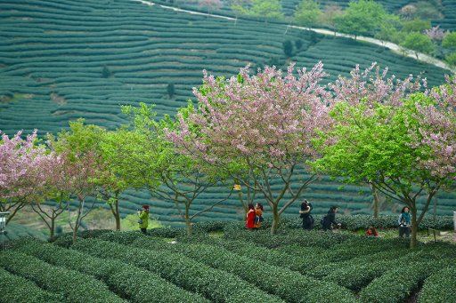 (160315) -- ZHANGPING, March 15, 2016 (Xinhua) -- Visitors take photo of cherry blossom surrounded by tea garden in Yongfu Town of Zhangping City, southeast Chian\