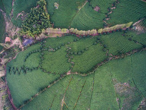 (160323) -- ANJI, March 23, 2016 (Xinhua) -- An aerial photo taken on March 23, 2016 shows Baicha green tea gardens in Xilong Township of Anji County, east China\