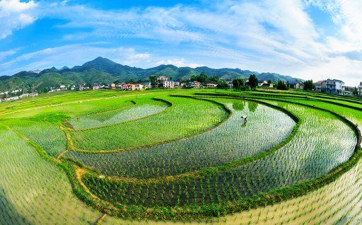 (160516) -- CHONGQING, May 16, 2016 (Xinhua) -- Photo taken on May 15, 2016 shows a picturesque view of rice fields in the Nanchuan District of Chongqing, southwest China. (Xinhua\/Qu Mingbin) (gtt)