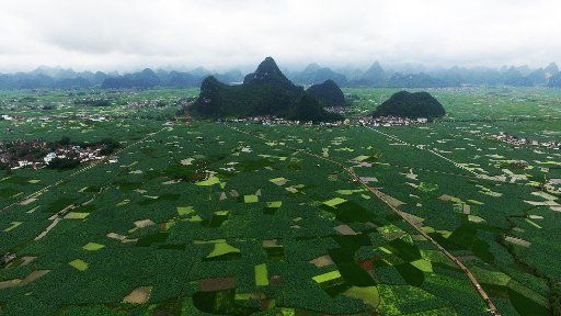 (160604) -- LIUZHOU, June 4, 2016 (Xinhua) -- Photo taken on June 4, 2016 shows lotus root fields in Huaihong Village of Baipeng Town in Liujiuang County, south China\
