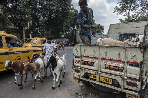 (160912) -- KOLKATA, Sept. 12, 2016 (Xinhua) -- Goats are transferred from a local market for the Eid al-Adha festival in Kolkata, capital of eastern Indian state West Bengal, Sept. 12, 2016. Muslims across the world celebrate the Eid al-Adha ...