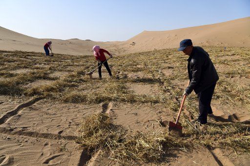 (161120) -- WUWEI, Nov. 20, 2016 (Xinhua) -- Farmers build barriers with hay to create grid patterns that stabilize sand dunes in Minqin County, Wuwei, northwest China\