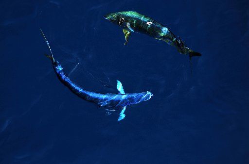 (170223) -- ABOARD JOIDES RESOLUTION, Feb. 23, 2017 (Xinhua) -- Two dolphinfishes, also known as Mahi-mahi, are photographed aboard the U.S. drilling ship JOIDES Resolution during an expedition to the South China Sea, Feb. 22, 2017. Scientists from ...