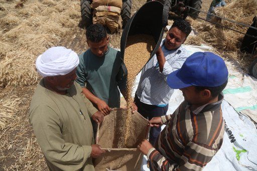 (170502) -- QALYUBIA (EGYPT), May 2, 2017 (Xinhua) -- Egyptian farmers work at a wheat field in Qalyubia Governorate, 40 kilometers north of Cairo, Egypt, on May 2, 2017. The wheat harvest season in Egypt starts in mid-April and lasts for three ...
