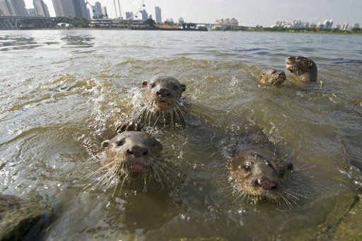 (170525) -- SINGAPORE, May 25, 2017 (Xinhua) -- A family of wild smooth-coated otters plays in the Marina Reservoir in Singapore, on May 25, 2017. (Xinhua\/Then Chih Wey) (zf)