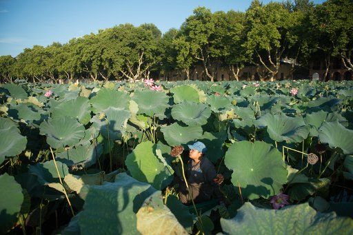 (170816) -- HANGZHOU, Aug. 16, 2017 (Xinhua) -- A boatman harvests lotus pods in West Lake of Hangzhou City, capital of east China\