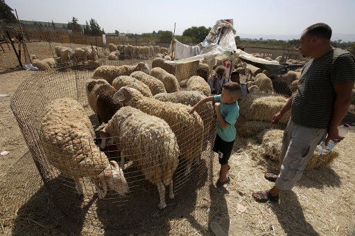(170828) -- ALGIERS, Aug. 28, 2017 (Xinhua) -- People buy sheep for upcoming Eid Al-Adha festival in Algiers, Algeria, Aug. 28, 2017. (Xinhua) (zw)