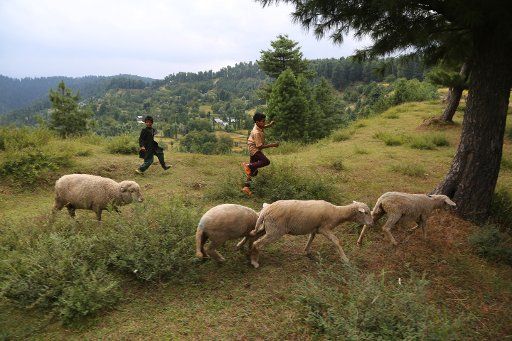 (170904) -- SRINAGAR, Sept. 4, 2017 (Xinhua) -- Kashmiri boys play as they graze their sheep at a village in Budgam district, about 30 km south of Srinagar, summer capital of Indian-controlled Kashmir, Sept. 4, 2017. (Xinhua\/Javed Dar) (dtf)