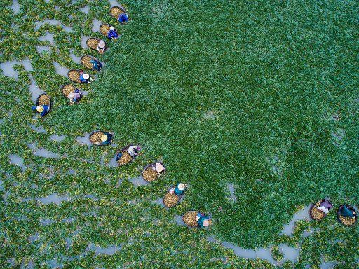 (171001) -- BEIJING, Oct. 1, 2017 (Xinhua) -- Aerial photo taken on Sept. 28, 2017 shows local villagers picking water chestnuts in Xinghuo Village of Wuxing District in Huzhou, east China\