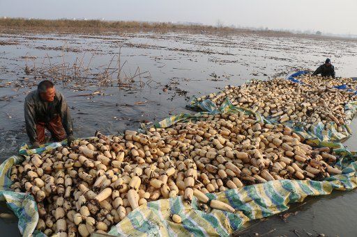 (171122) -- LIANYUNGANG, Nov. 22, 2017 (Xinhua) -- Farmers harvest lotus roots at Xinglong Village of Guanyun County, east China\