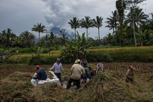 (171201) --BALI, Dec. 1, 2017 (Xinhua) -- Local people harvest their paddy at Dude village, Karangasem district, in Bali, Dec. 1, 2017. Many people living in the no-go zone in Indonesia\