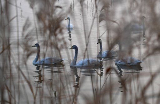 (171203) -- SANMENXIA, Dec. 3, 2017 (Xinhua) -- White swans are seen at a wetland in Sanmenxia, central China\