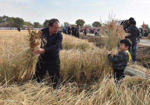 (171112) -- BEIJING, Nov. 12, 2017 (Xinhua) -- Tourists harvest rice during a fair in Shunyi District of Beijing, capital of China, Nov. 12, 2017. Citizens here took part in a rice harvesting fair on Sunday to experience the traditional farming ...
