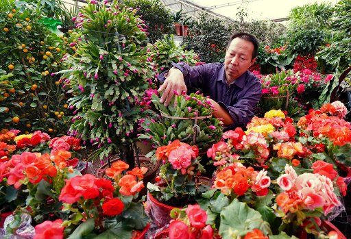 (180106) -- SHIJIAZHUANG, Jan. 6, 2018 (Xinhua) -- A florist takes care of flowers in a greenhouse in Changli County, north China\