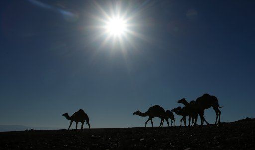(171211) -- BETHELEHEM, Dec. 11, 2017 (Xinhua) -- Camels caravan walks in the Jerusalem wilderness, east of the West Bank city of Bethlehem, on Dec. 9, 2017. (Xinhua\/Ayman Nobani) (zjl)