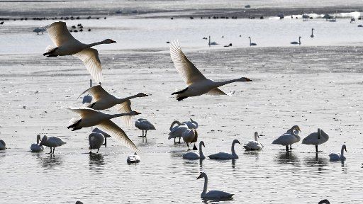 (180131) -- SANMENXIA, Jan. 31, 2018 (Xinhua) -- White swans are seen at a wetland in Sanmenxia, central China\