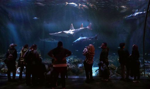 (180203) -- CHICAGO, Feb. 3, 2018 (Xinhua) -- People visit the Shedd Aquarium in Chicago, the United States, on Feb. 2, 2018. The aquarium contains 32,000 animals and attracts nearly 2 million visitors every year. (Xinhua\/Wang Ping) (zcc)