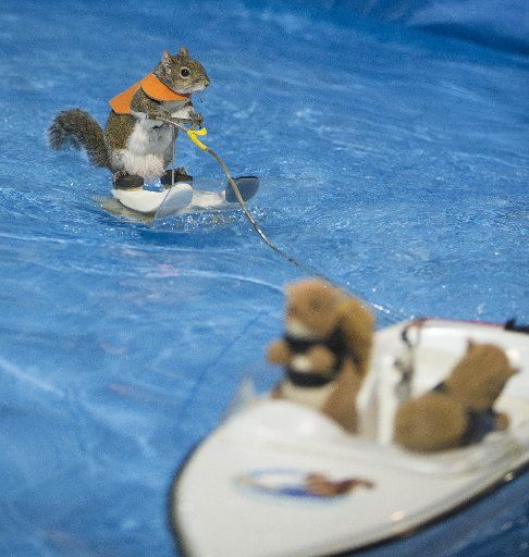 (180114) -- TORONTO, Jan. 14, 2018 (Xinhua) -- Twiggy, the 10 years old Water-Skiing Squirrel, performs during the 2018 Toronto International Boat Show at Exhibition Place in Toronto, Canada, Jan. 14, 2018. (Xinhua\/Zou Zheng)