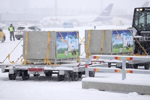 (180118) -- HELSINKI, Jan. 18, 2018 (Xinhua) -- Two boxes carrying a pair of Chinese giant pandas who have just arrived in Helsinki, Finland, are ready to be transported to Ahtari Zoo on January 18, 2018. A pair of giant pandas have departed a panda base in Sichuan Province of China bound for Finland on a 15-year research project. (Xinhua\/Matti Matikainen) (rh)