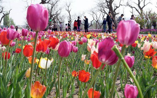 (180422) -- YONGJING, April 22, 2018 (Xinhua) -- Tourists view tulips by the Yellow River at Liujiaxia Township in Yongjing County, northwest China\
