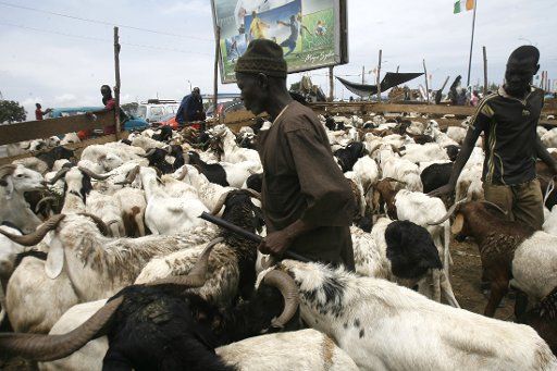 (180818) -- ABIDJAN, Aug. 18, 2018 (Xinhua) -- Sheep herders wait for clients in Abidjan, Cote d\