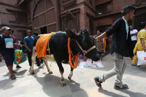 (180827) -- KATHMANDU, Aug. 27, 2018 (Xinhua) -- A cow participates in a parade during the Gaijatra festival, or festival of cows, in Kathmandu, Nepal, Aug. 27, 2018. Hindus celebrate the festival to honor cows, and commemorate departed loved ones and ask for salvation and peace for them. (Xinhua\/Sunil Sharma) (dtf)
