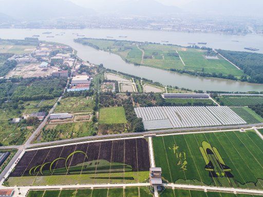 (180811) -- FUYANG, Aug. 11, 2018 (Xinhua) -- Aerial photo taken on Aug. 11, 2018 shows the picturesque rice fields in Hongqi Village of Fuyang District in Hangzhou, east China\