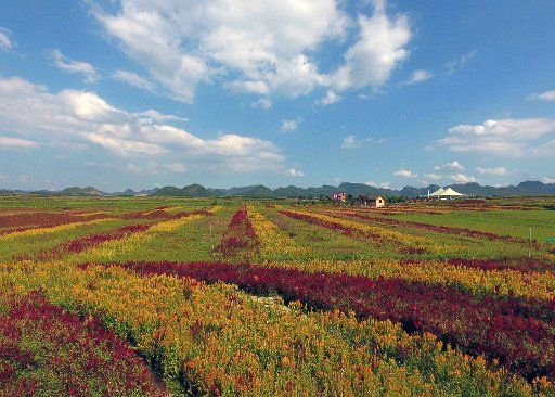 (180906) -- LUOPING, Sept. 6, 2018 (Xinhua) -- Aerial photo taken on Sept. 5, 2018 shows the colorful flower field in Luoping County, southwest China\