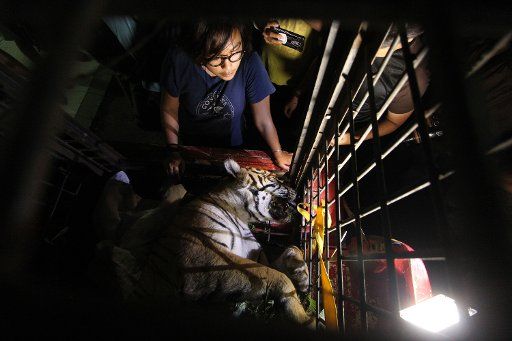(180926) -- RIAU , Sept. 26, 2018 (Xinhua) -- Photo taken on Sept. 26, 2018 shows a female Sumatran tiger after being caught in a pig trap at a forest in Kuantan Singingi Regency, Riau Province, Indonesia. (Xinhua\/Hadly Vavaldi) (wtc)