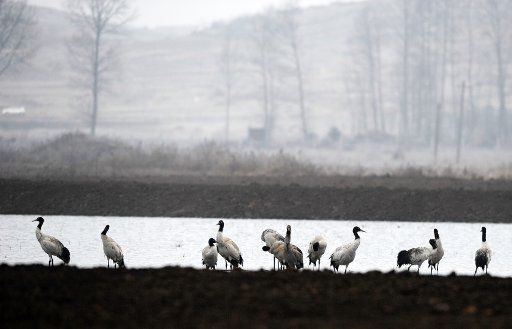 (190118) -- WEINING, Jan. 18, 2019 (Xinhua) -- Photo taken on Jan. 17, 2019 shows black-necked cranes at the Caohai National Nature Reserve in Weining, southwest China\