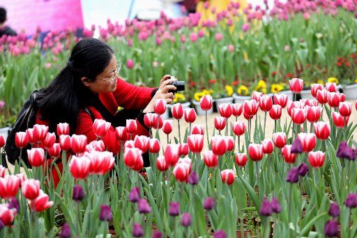 (190205) -- GUILIN, Feb. 5, 2019 (Xinhua) -- A tourist takes photo of tulips in Zizhou park in Guilin, south China\
